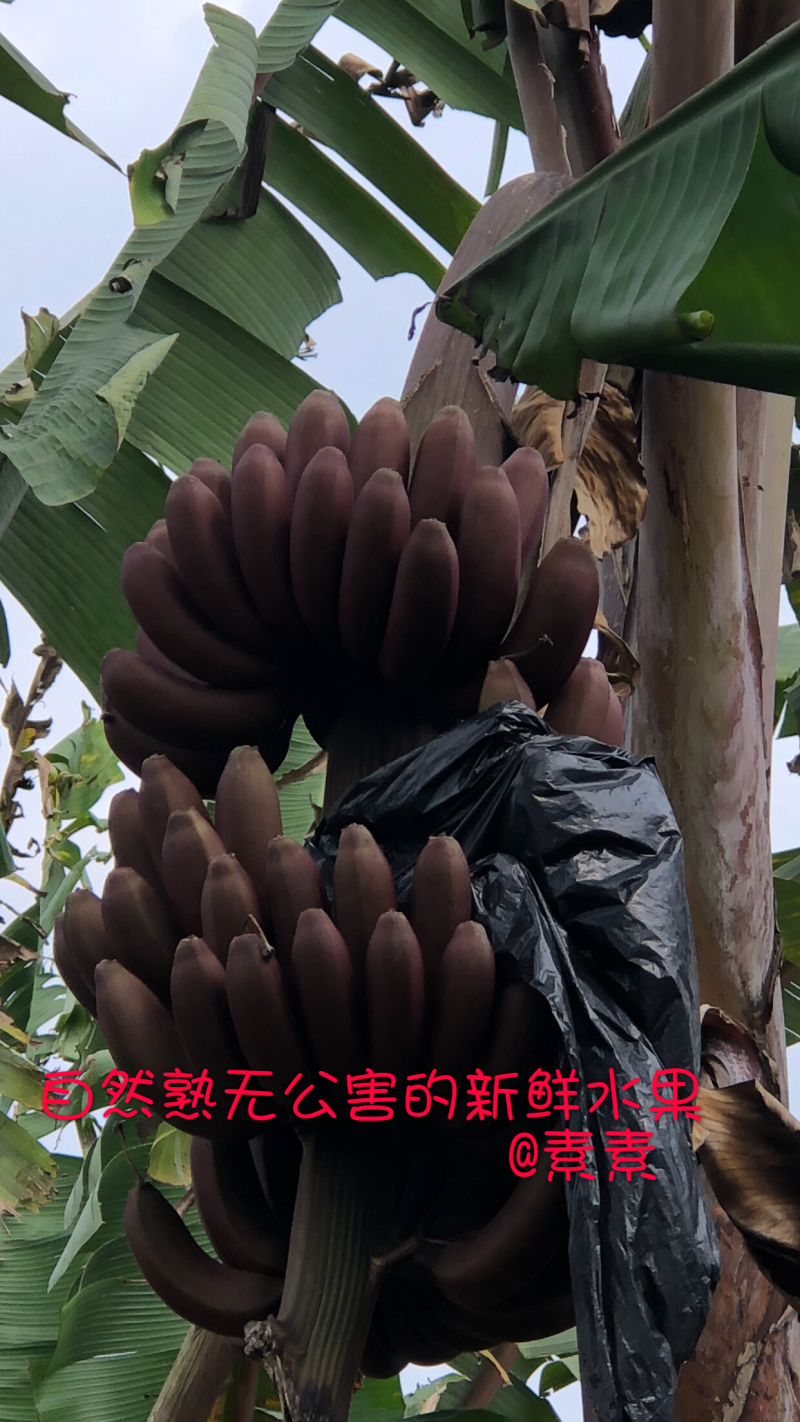 红蕉有机水果