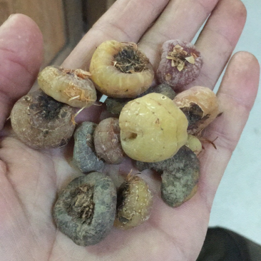 毛茨菇