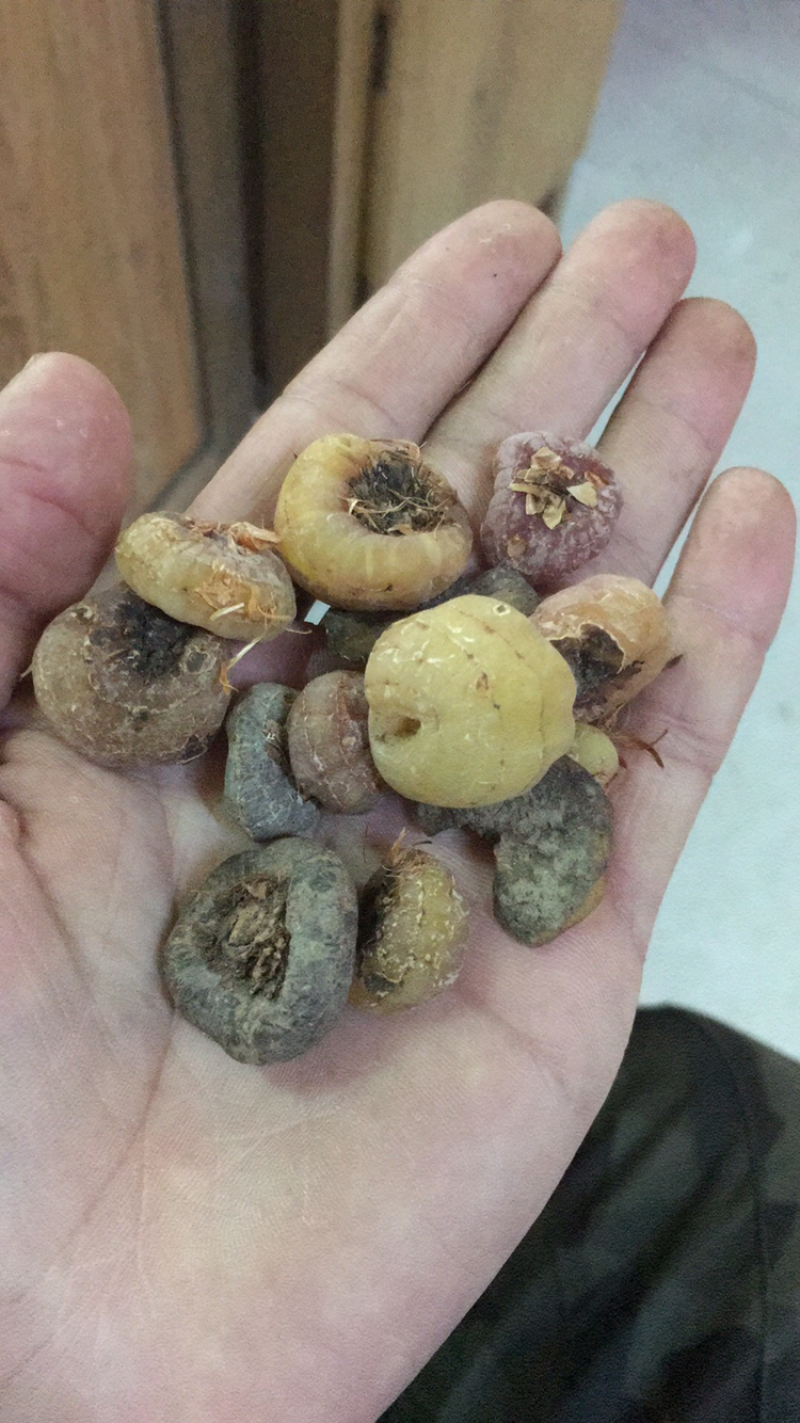 毛茨菇