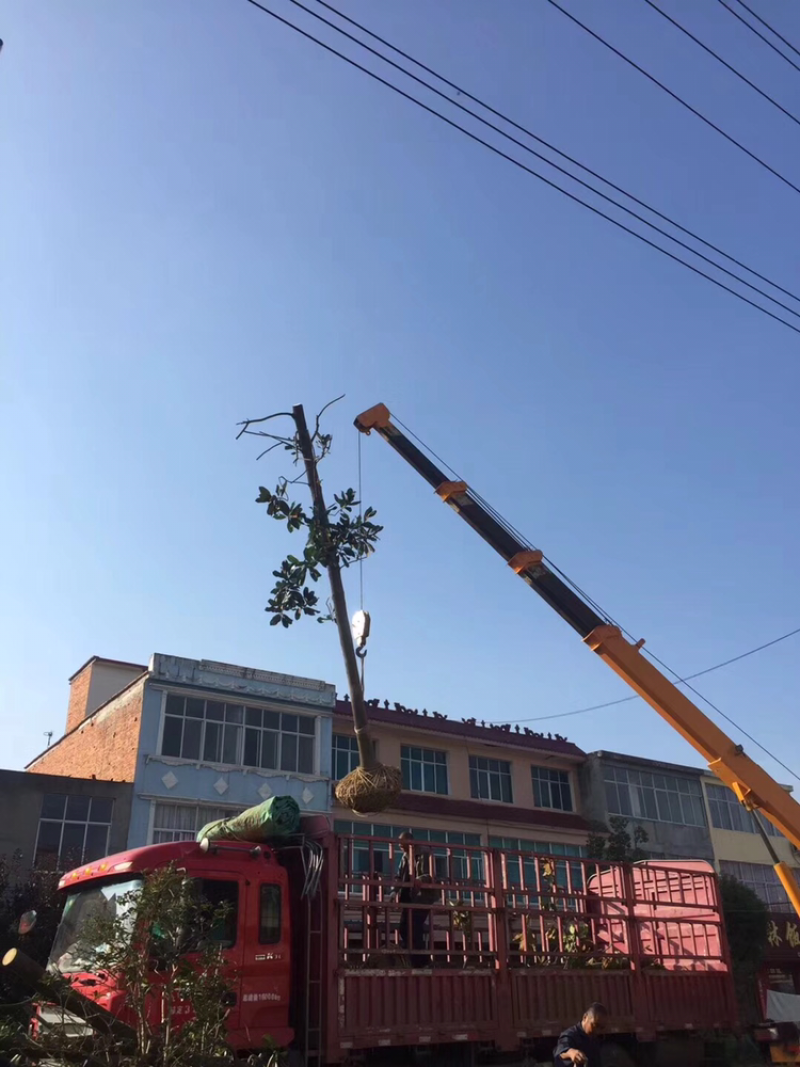 广玉兰12公分量大供应
