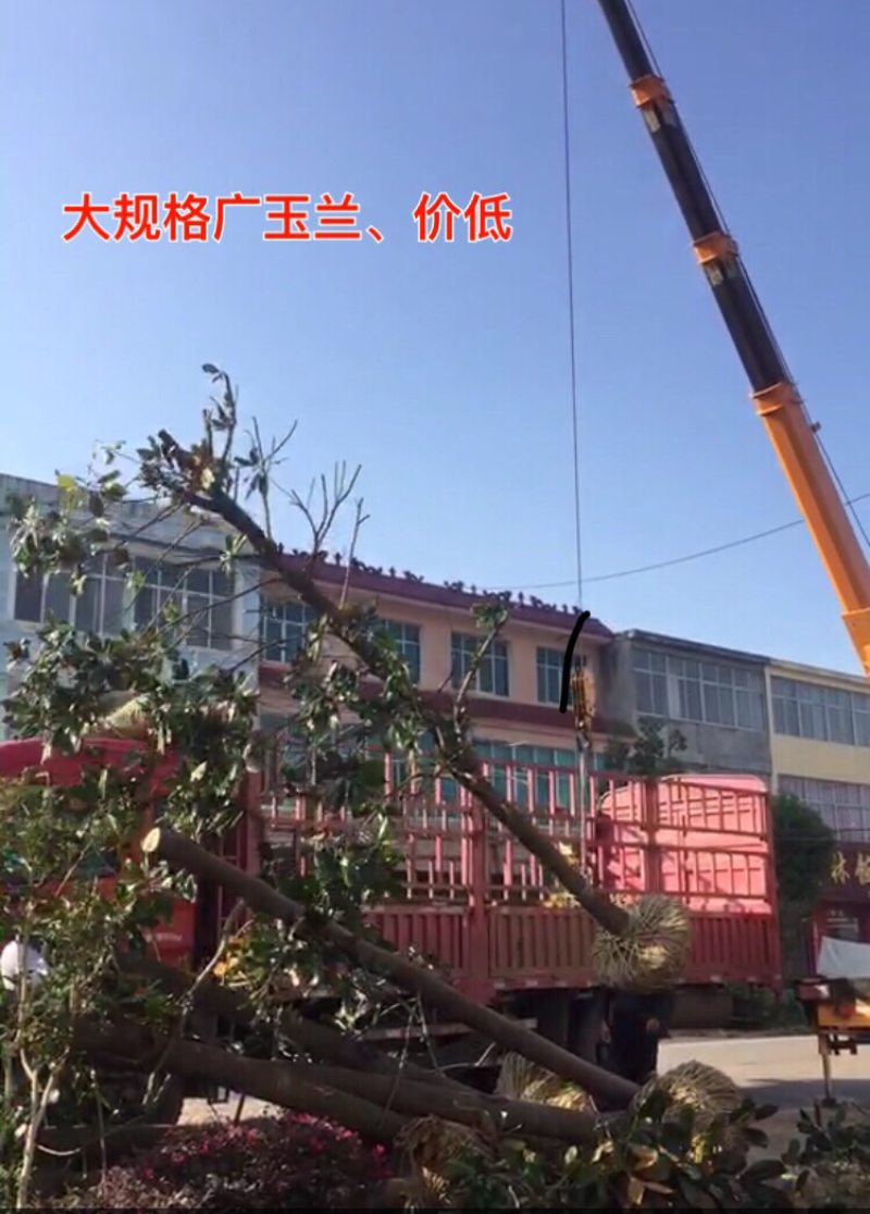 广玉兰12公分量大供应