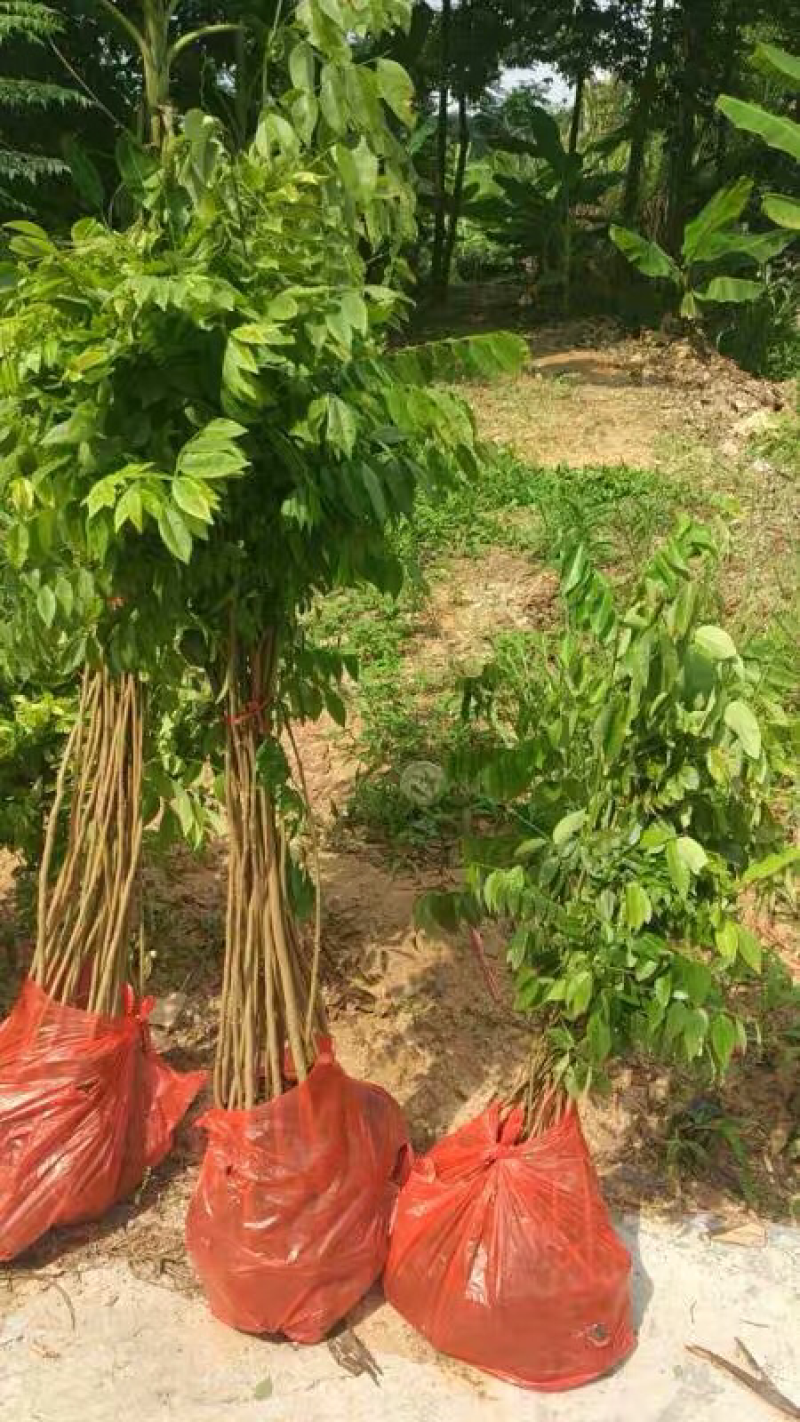 正宗海南黄花梨苗大量现货供应，批发价格实惠
