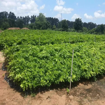 正宗海南黄花梨苗大量现货供应，批发价格实惠