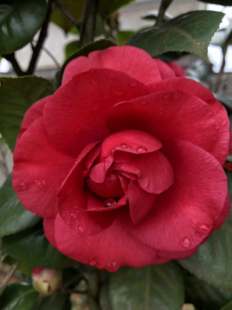 茶花苗100cm，当年种植可开花，农户直销。