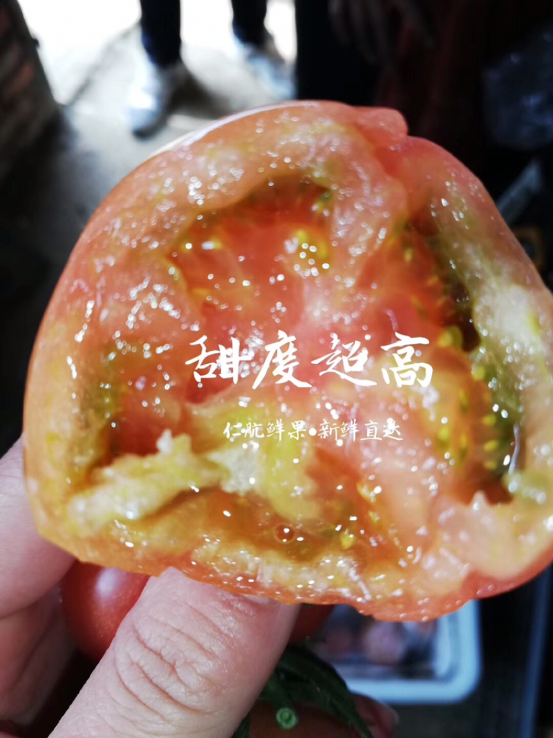精品草莓柿子开始熟了