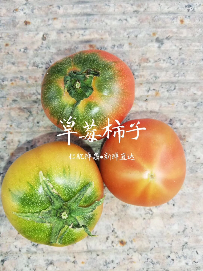精品草莓柿子开始熟了