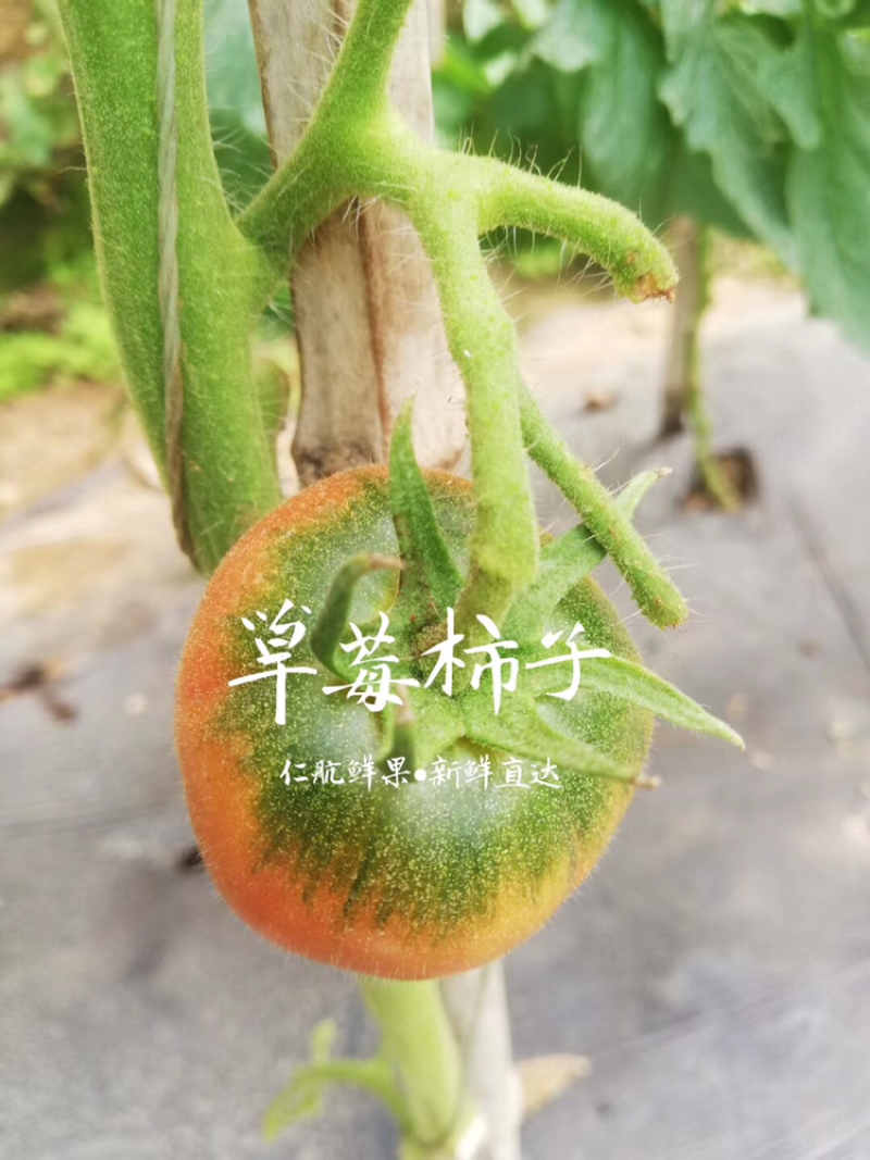精品草莓柿子开始熟了