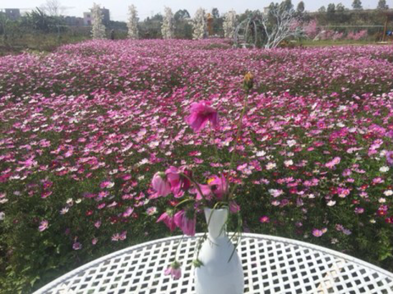 波斯菊种子混色七彩格桑花种子四季种百日草种子易活开花不断