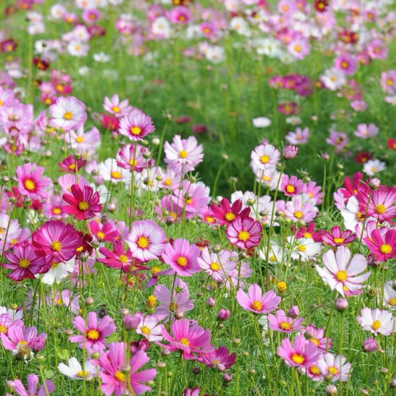 波斯菊种子混色七彩格桑花种子四季种百日草种子易活开花不断