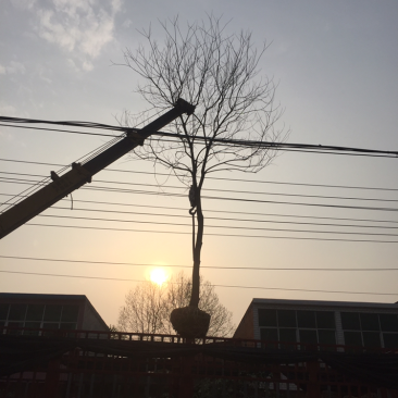 乌桕1-20公分大量供应,规格齐全12公分400上车