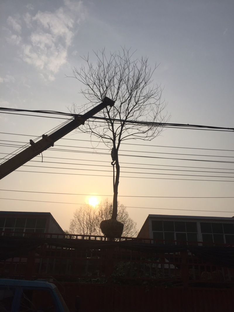 乌桕1-20公分大量供应，规格齐全12公分400上车
