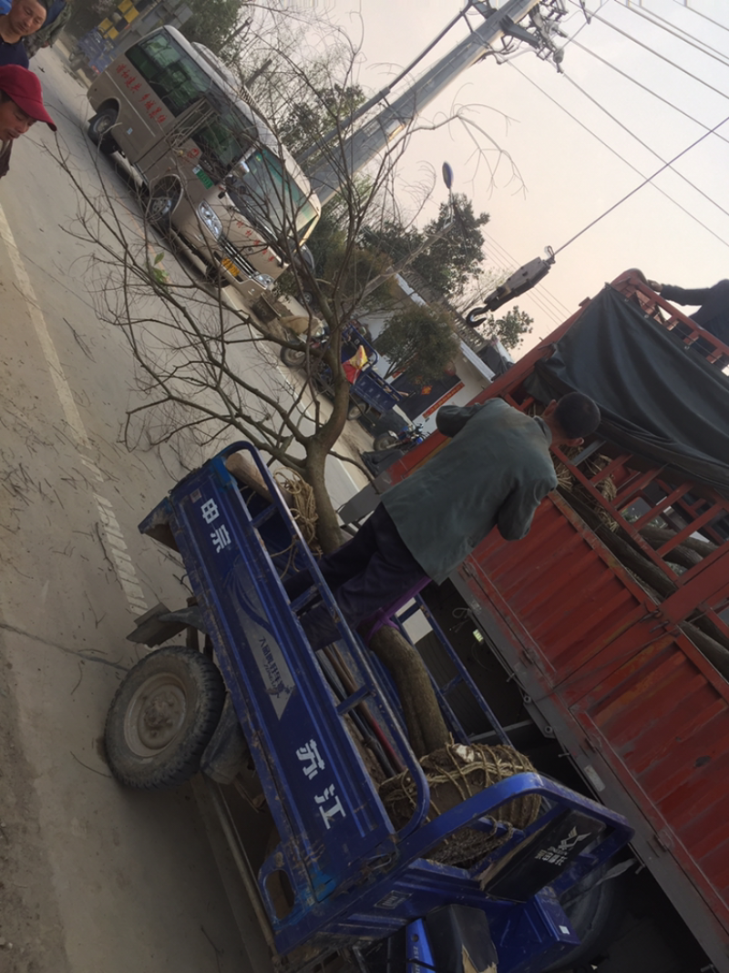 乌桕1-20公分大量供应，规格齐全12公分400上车
