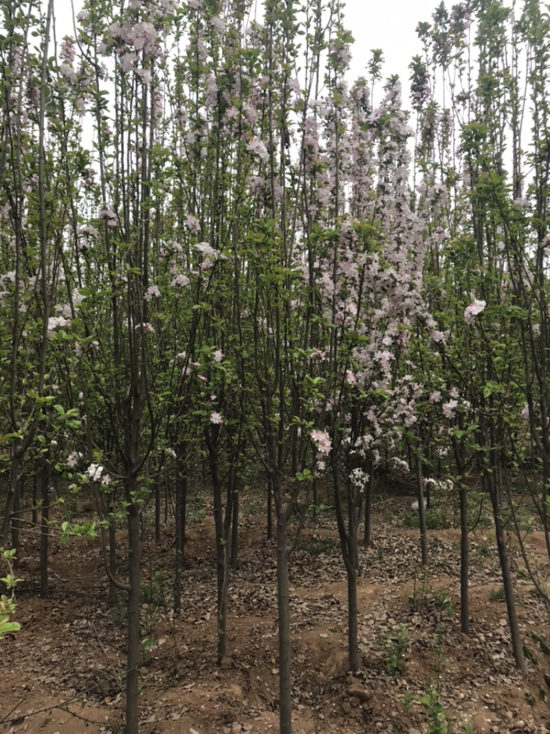 5公分西府海棠，自家苗圃，无中间商，欢迎咨询！