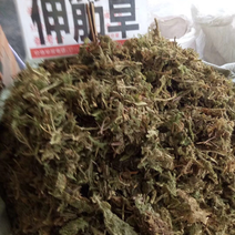 伸筋草