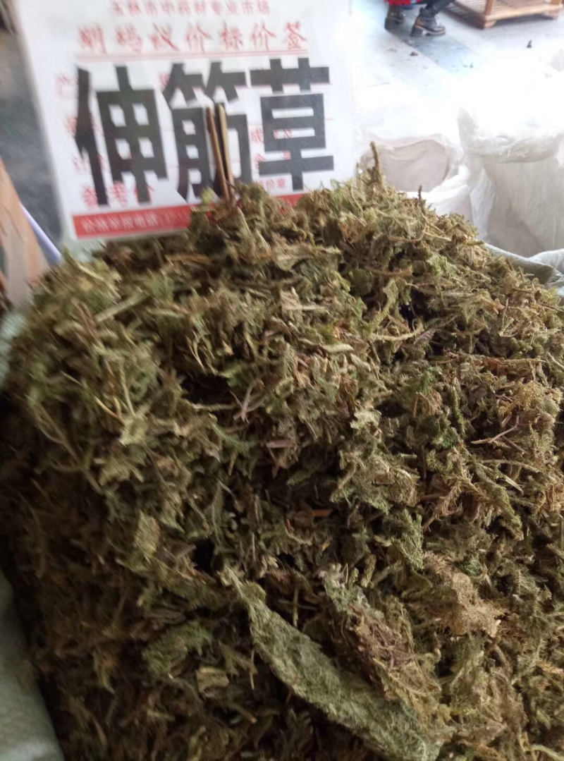 伸筋草