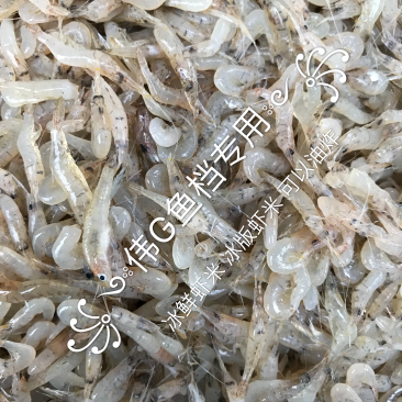 小虾米冰鲜冻版发货饮用水河虾一手货源