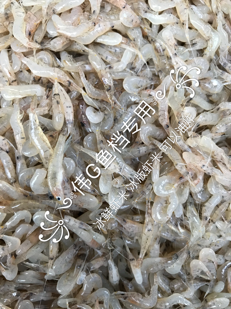 小虾米冰鲜冻版发货饮用水河虾一手货源