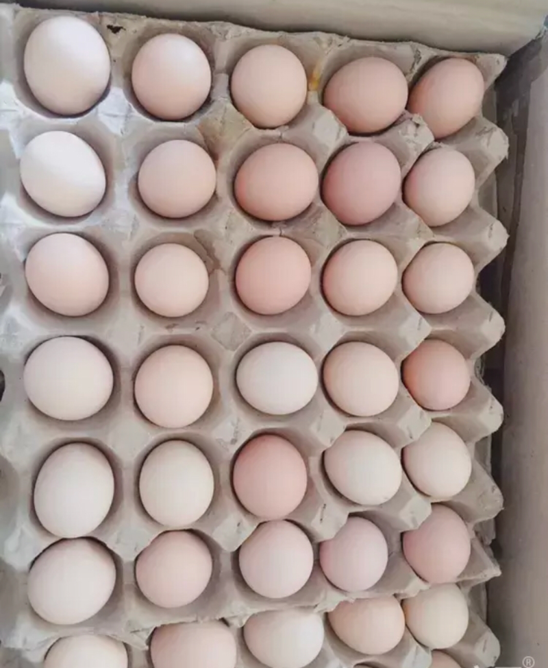 苏北草鸡蛋上海大量发货