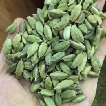 绿豆蔻