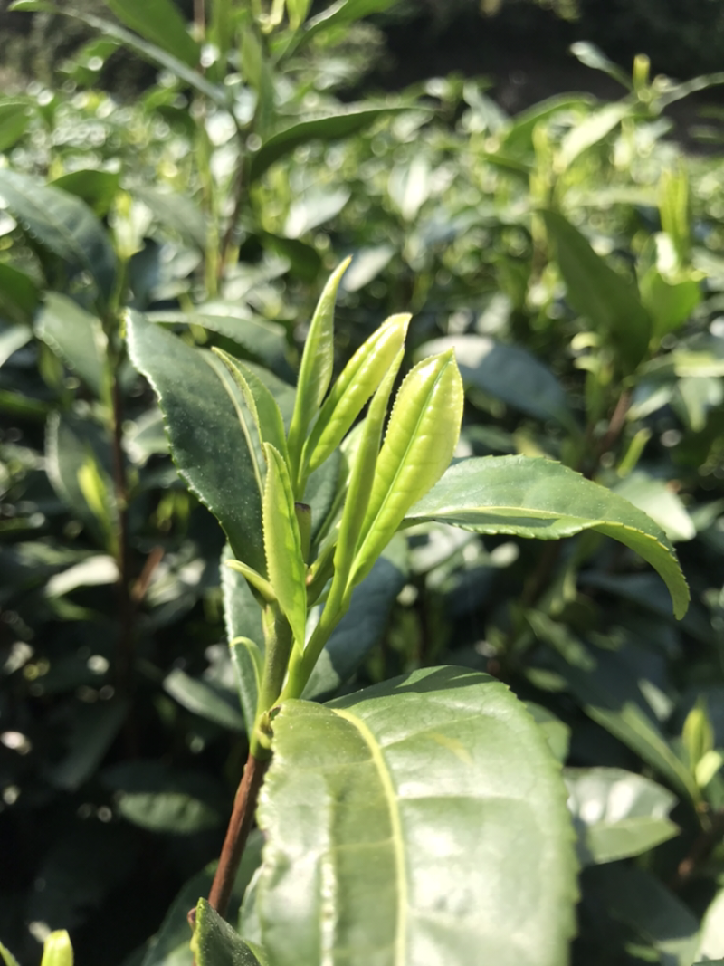 2026安吉白茶，春茶，茶如其人，找对了人，就找到茶