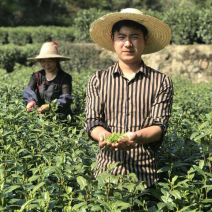 2026安吉白茶，春茶，茶如其人，找对了人，就找到茶
