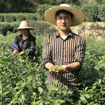 2026安吉白茶，春茶，茶如其人，找对了人，就找到茶