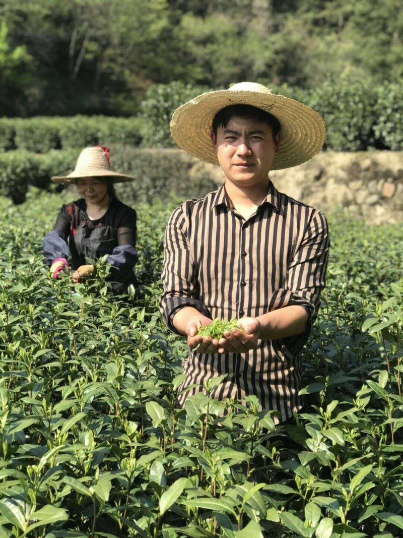 2026安吉白茶，春茶，茶如其人，找对了人，就找到茶