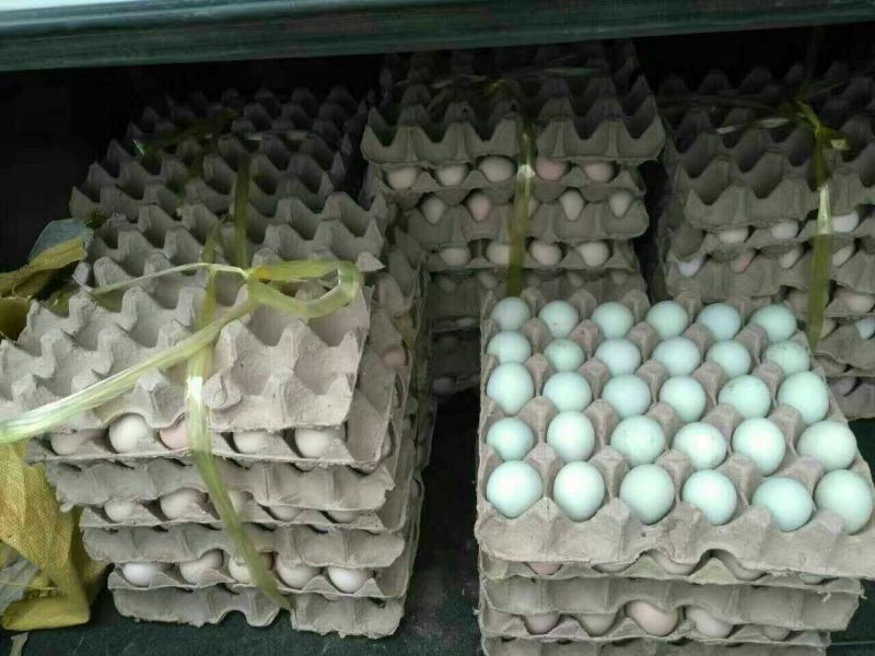 绿壳鸡蛋食用50g以下