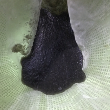 台湾泥鳅水花，全国发货，质量保证