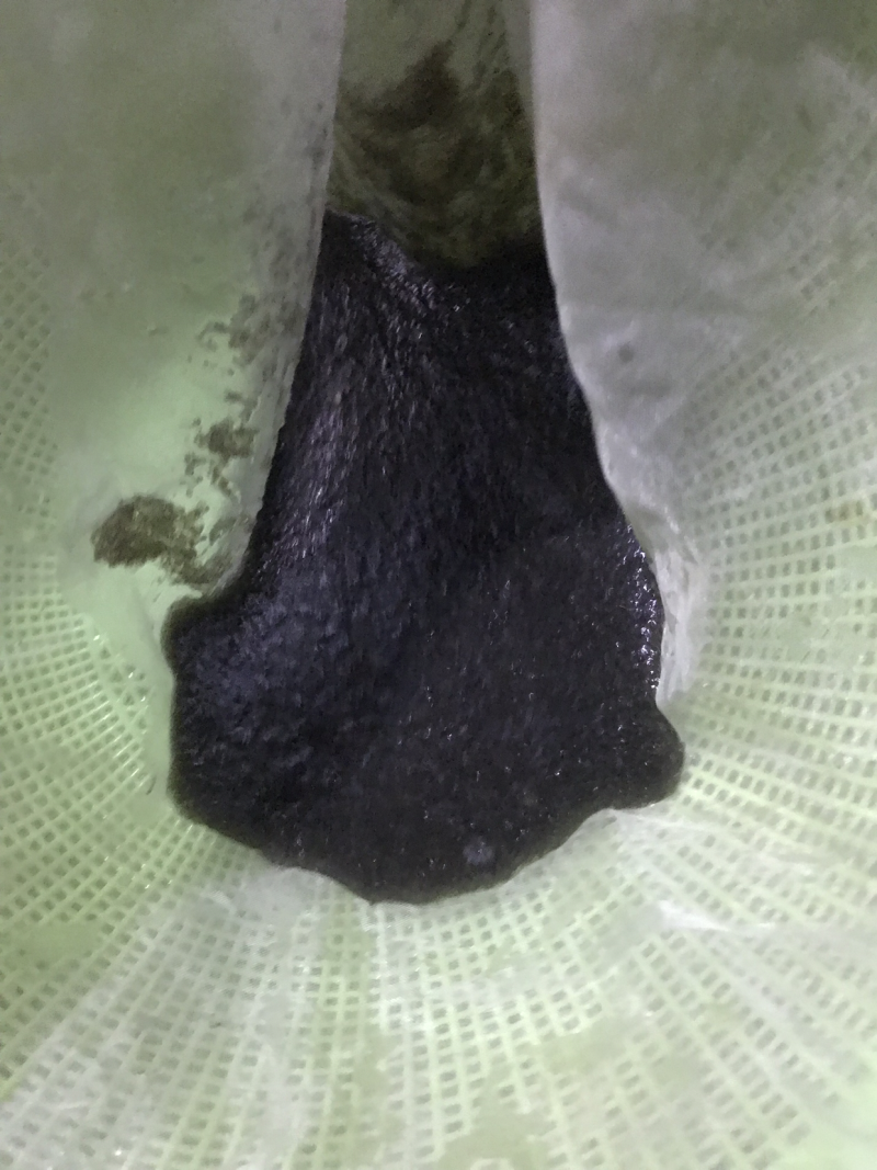 台湾泥鳅水花，全国发货，质量保证