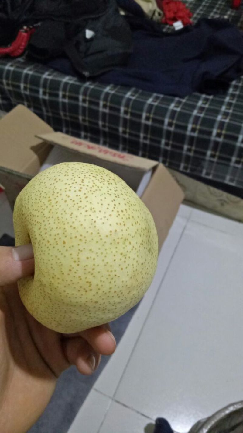 砀山梨600g以上纸箱