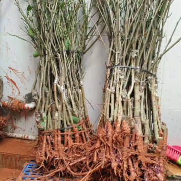 长果桑葚苗
