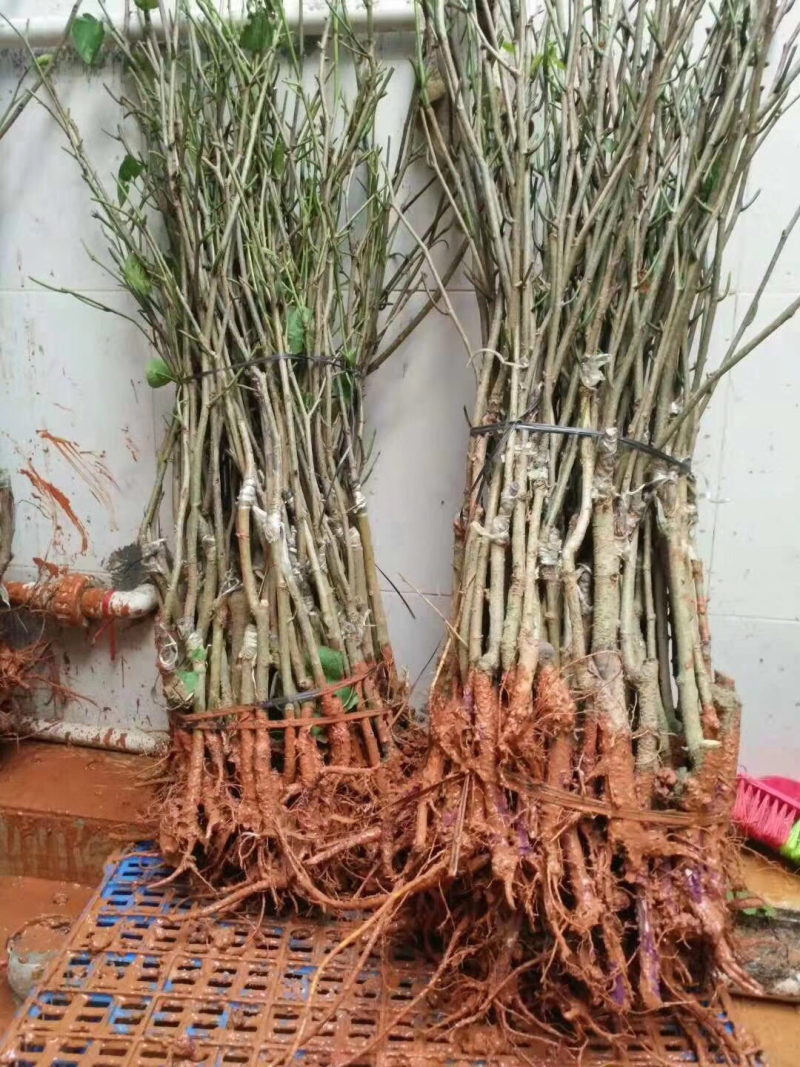 长果桑葚苗