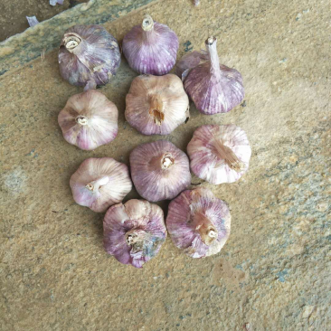 云南早熟蒜
