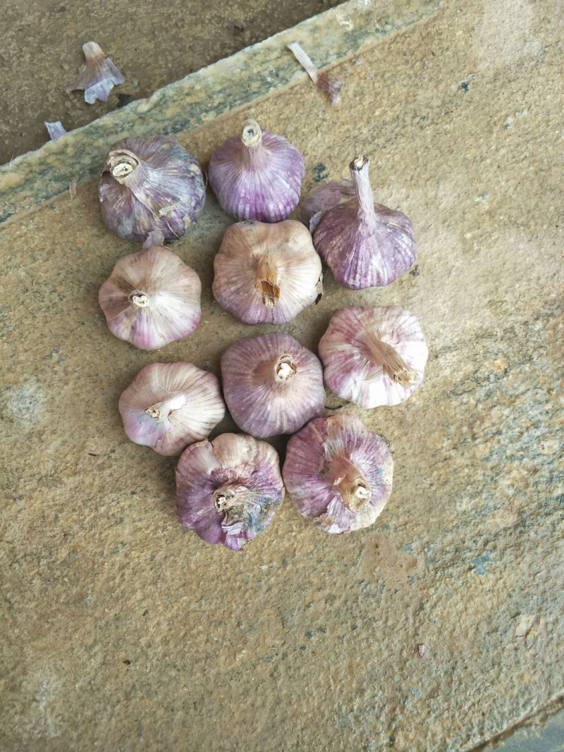 云南早熟蒜