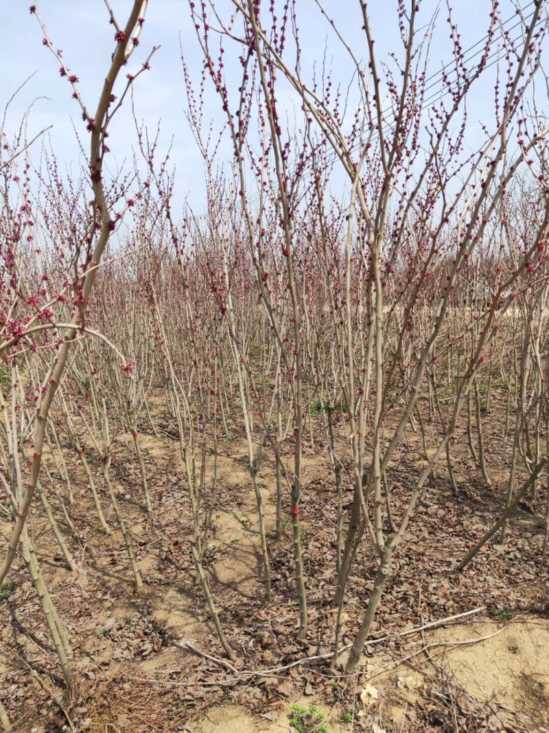 苗圃现有出圃紫荆花树小苗丛生独杆适合南北方种植