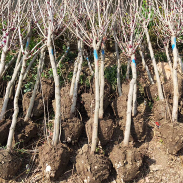 苗圃现有出圃紫荆花树小苗丛生独杆适合南北方种植