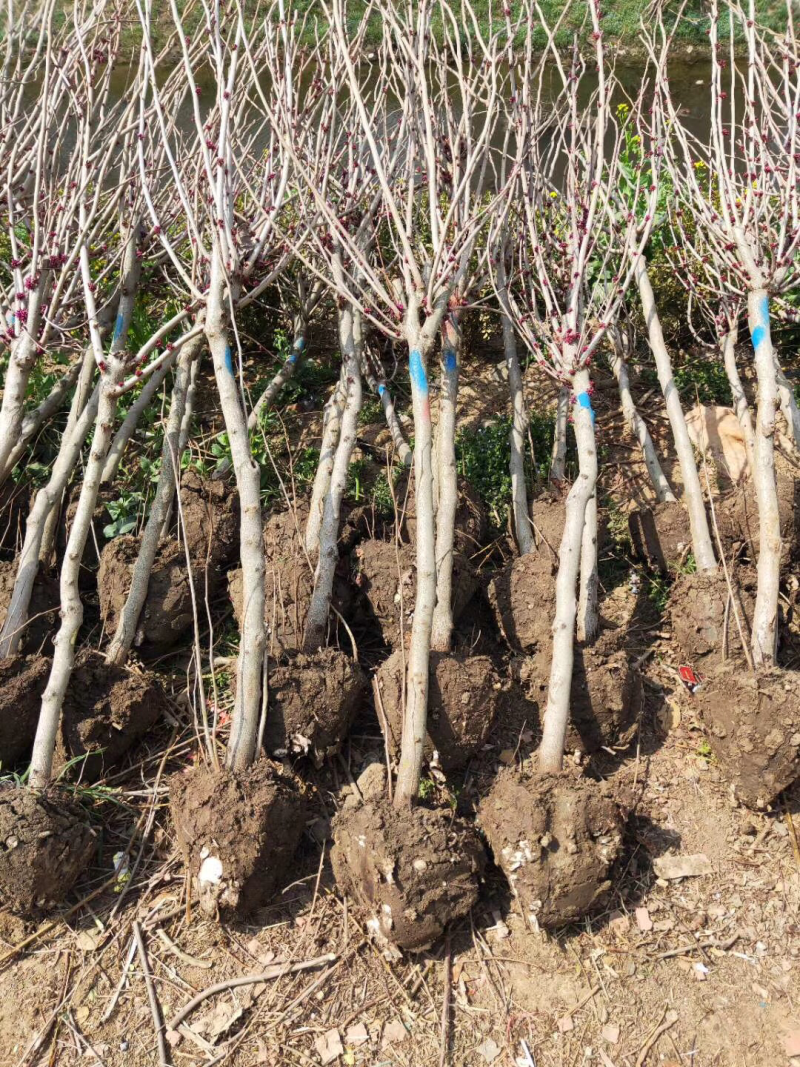 苗圃现有出圃紫荆花树小苗丛生独杆适合南北方种植