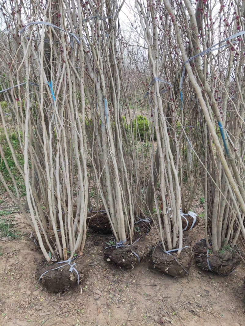 苗圃现有出圃紫荆花树小苗丛生独杆适合南北方种植