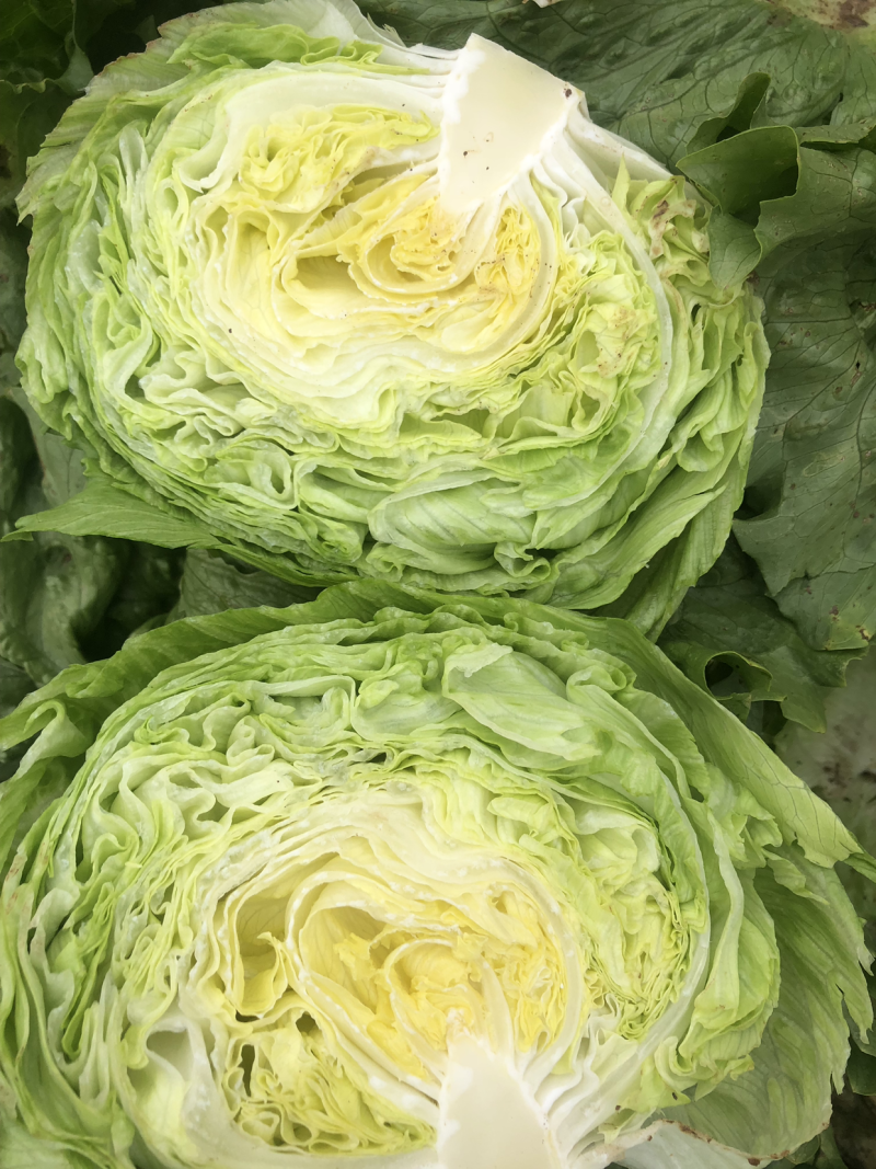 球生菜，精品中的精品