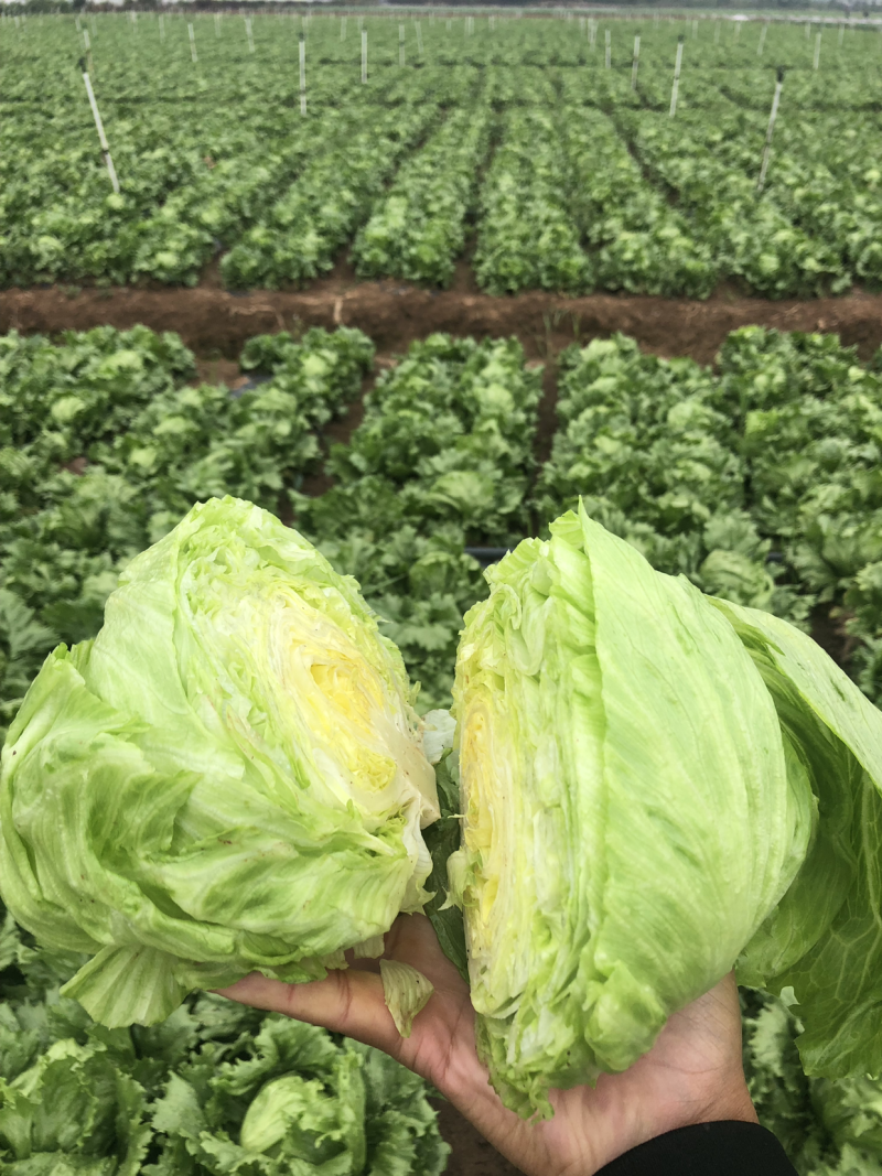 球生菜，精品中的精品