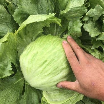 球生菜，精品中的精品