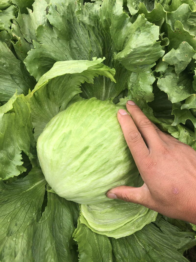 球生菜，精品中的精品
