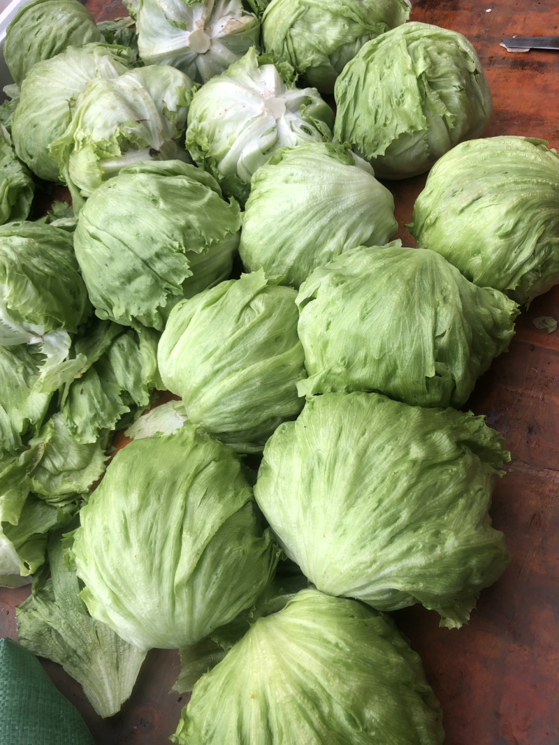 球生菜，精品中的精品