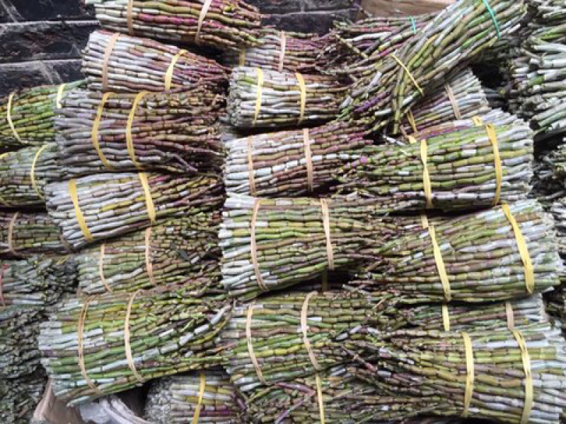 石斛铁皮石斛鲜条英茂条带叶红干长短都有可以选择