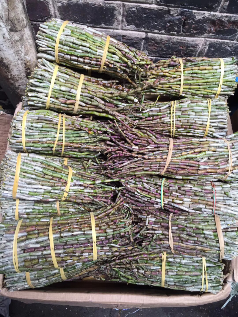 石斛铁皮石斛鲜条英茂条带叶红干长短都有可以选择
