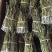 石斛铁皮石斛鲜条英茂条带叶红干长短都有可以选择