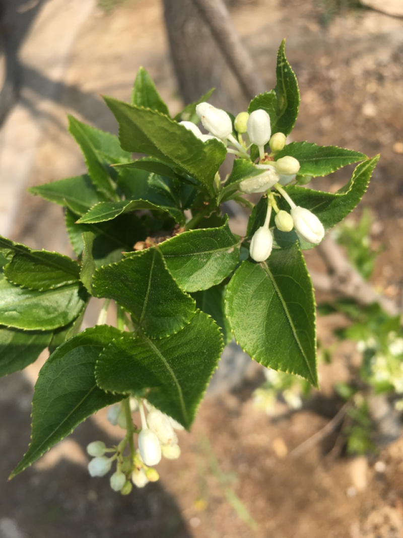 珍珠花鲜货