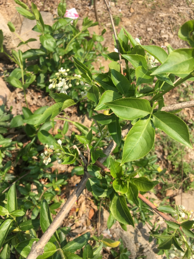 珍珠花鲜货
