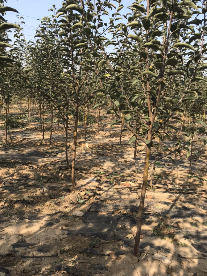 苹果苗寒富苹果树地径2cm70定杆带分枝